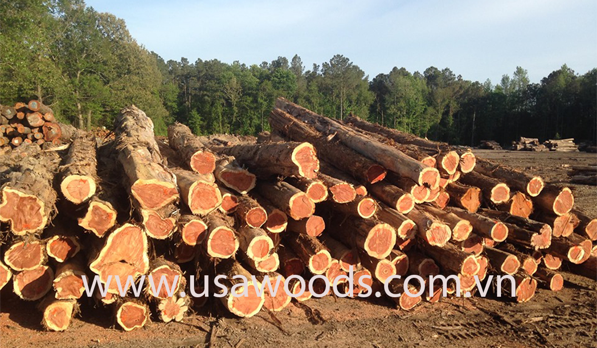 GỖ TUYẾT TÙNG ĐỎ TRÒN (RED CEDAR LOG) Red cedar log