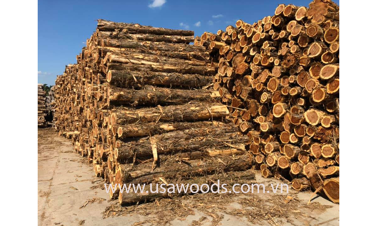 GỖ TUYẾT TÙNG ĐỎ TRÒN (RED CEDAR LOG) Gỗ tuyết tùng tròn ( Red cedar log)