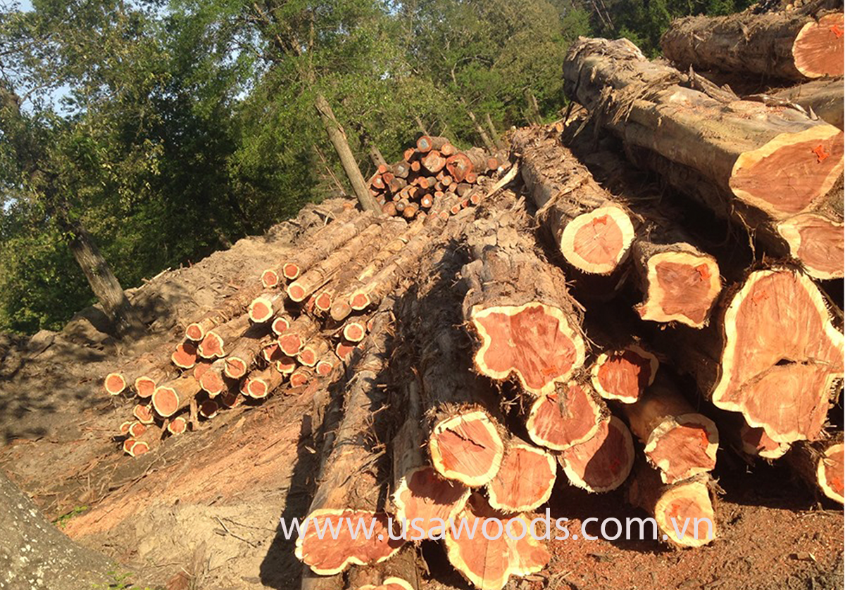 GỖ TUYẾT TÙNG ĐỎ TRÒN (RED CEDAR LOG) go tuyet tung do tronred cedar log zwQF