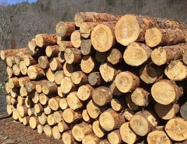 GỖ TUYẾT TÙNG VÀNG ( YELLOW CEDAR) GỖ TUYẾT TÙNG VÀNG ( YELLOW CEDAR)