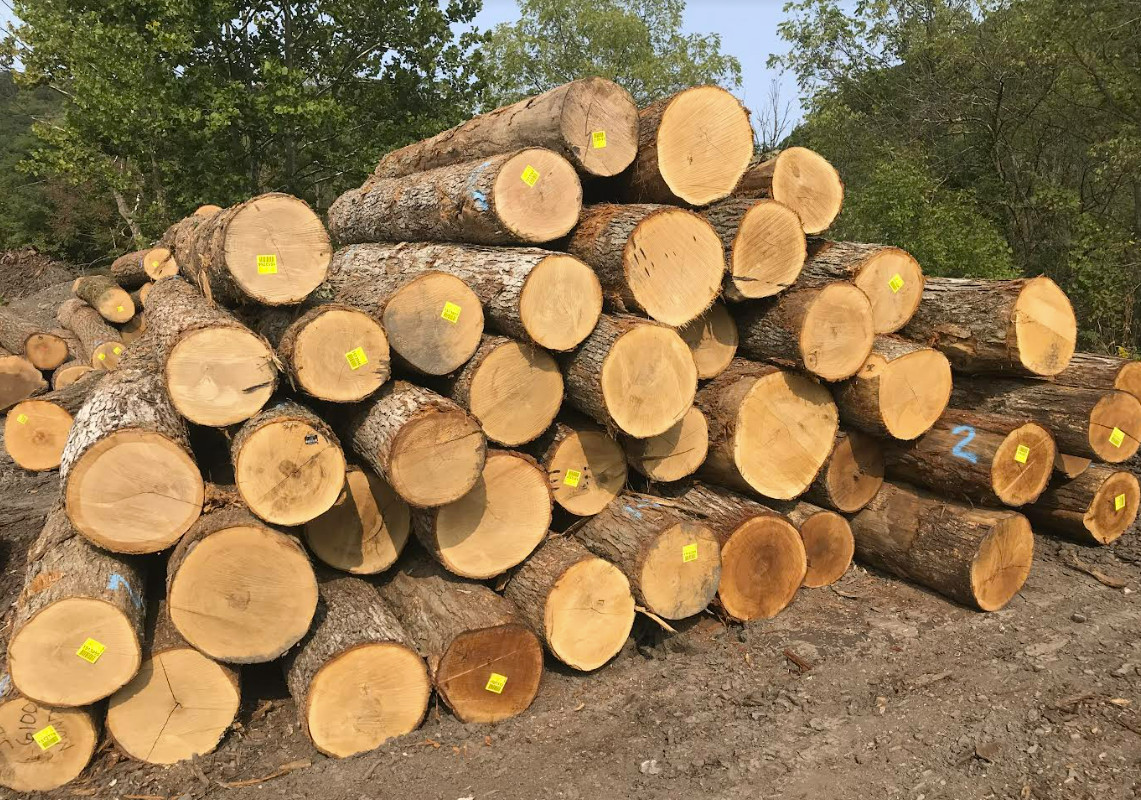 GỖ SỒI TRÒN (OAK LOG)
