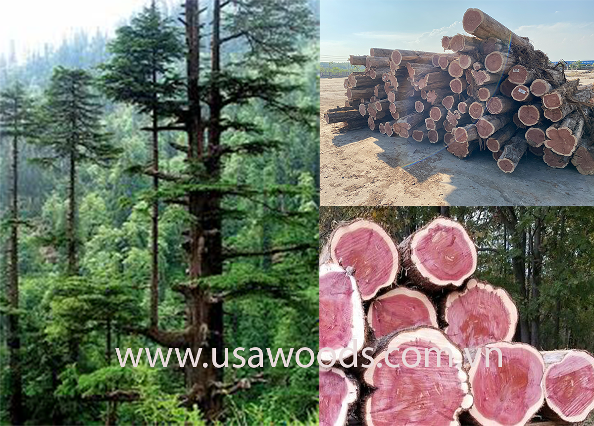 Gỗ tuyết tùng đỏ giá bao nhiêu (Aromatic Red Cedar) GỖ TUYẾT TÙNG ĐỎ (RED CEDAR)