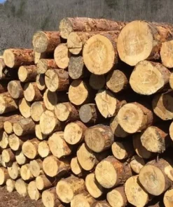 GỖ TUYẾT TÙNG VÀNG ( YELLOW CEDAR)