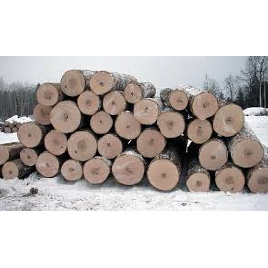 GỖ SỒI TRÒN (OAK LOG) GỖ SỒI TRÒN (OAK LOG)