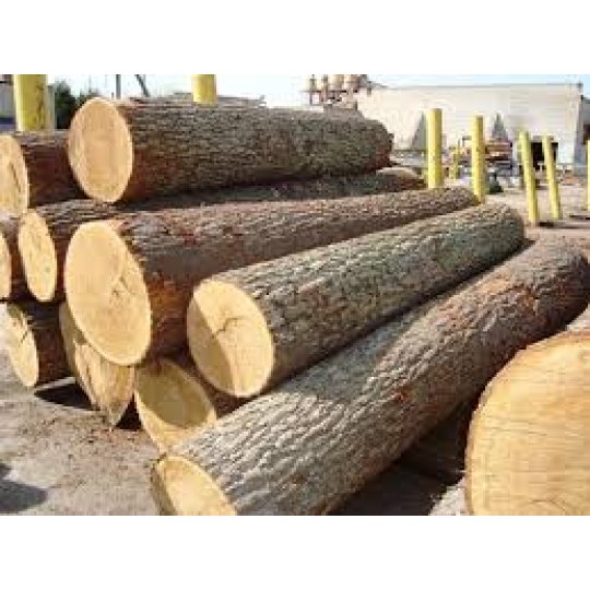 GỖ SỒI TRÒN (OAK LOG) GỖ SỒI TRÒN (OAK LOG)